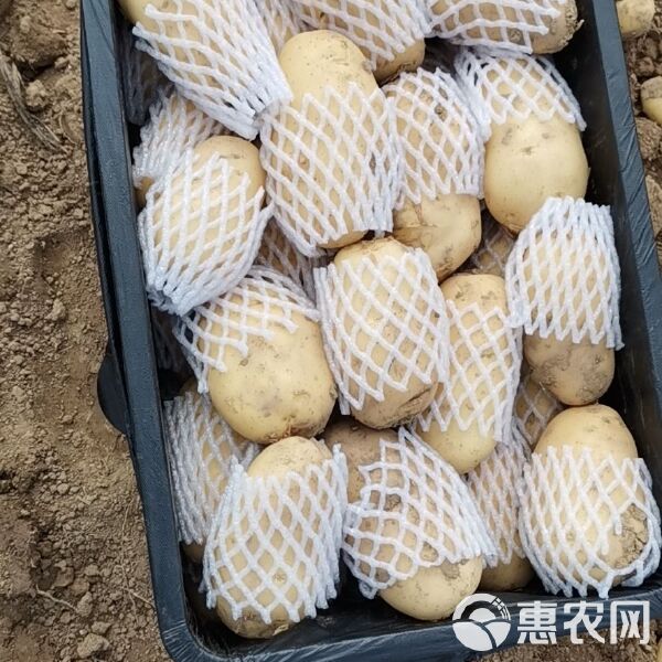 山东滕州土豆最新价格行情及走势分析