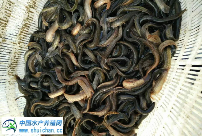 台鳅最新价格，一场自然探索之旅，探寻内心平静的价格之旅