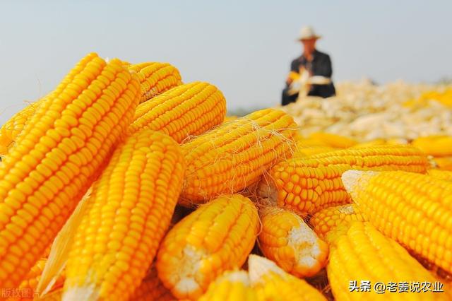 内蒙古玉米价格最新行情详解与指南