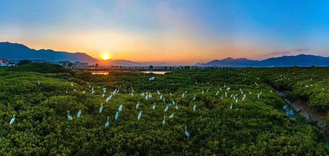 有鸟直播软件下载，开启实时互动的新时代