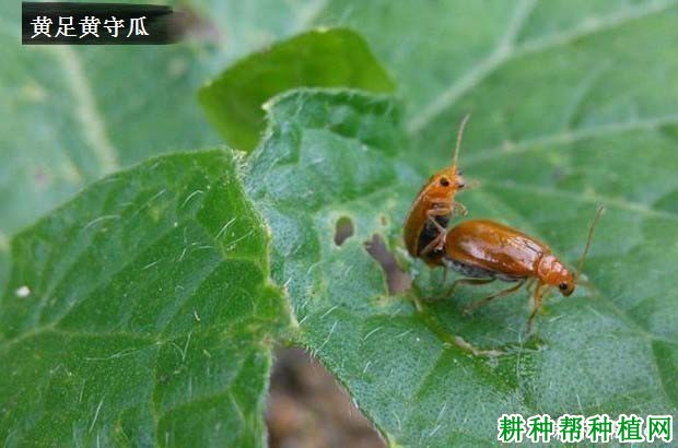 黄守瓜病虫害防治新法详解，步骤指南与实用技巧