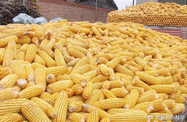 晋中玉米价格最新行情及分析